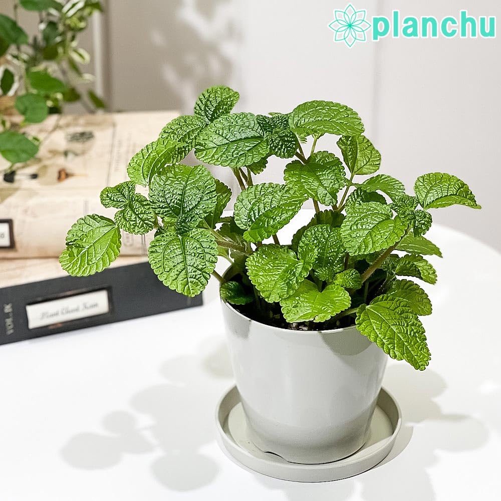 Amazon｜PLANCHU 観葉植物 ピレア ヌンムラリフォリア 3.5号鉢